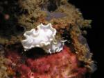 P8280049nudi_whtFrilly