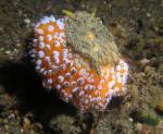 P8280075bigNudiWithWig