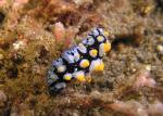 P8280085nudi