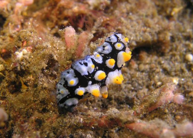 P8280085nudi