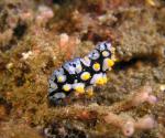 P8280086nudi