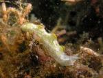 P8280093nudi_onTheMove