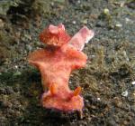 P8280129bigNudi