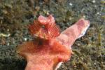 P8280131bigNudi_justBranch