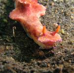 P8280134nudibranch-rhinophores