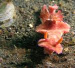 P8280136nudiBRANCH