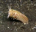 P8280046bobbitWorm