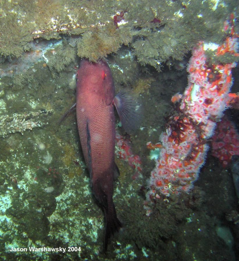 sheep head nibbling on wreck