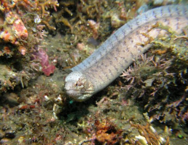 P8260031eel