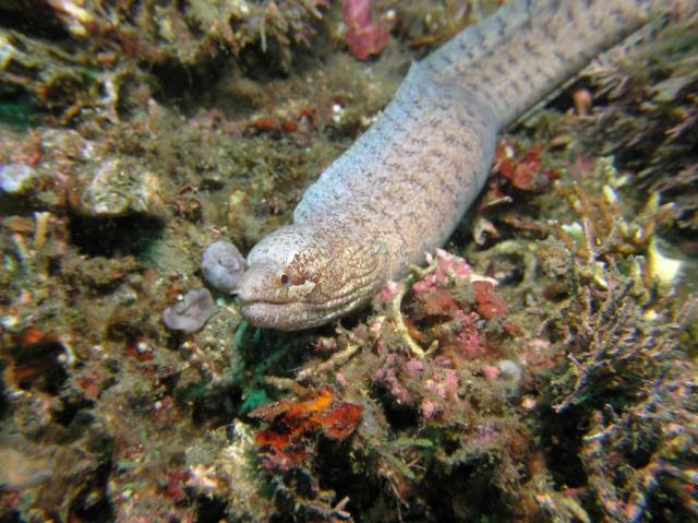 P8260032eel