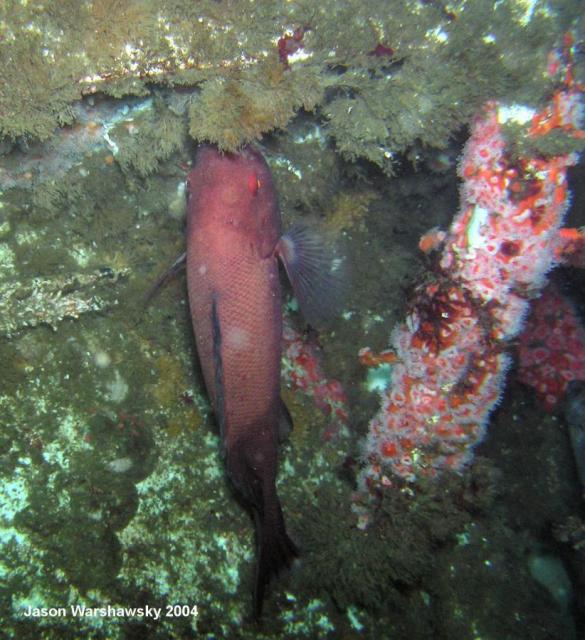 sheep head nibbling on wreck