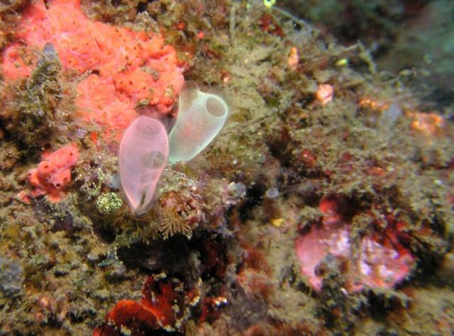 P8260011glowingTunicates