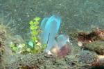 Tunicates