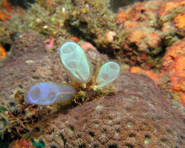 P8260035lightBulbTunicates