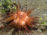 P8270039colorfulUrchin