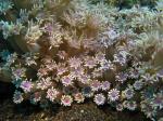 Soft Coral