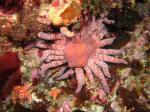 sunflower star ,reef