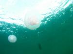 jellies near surface