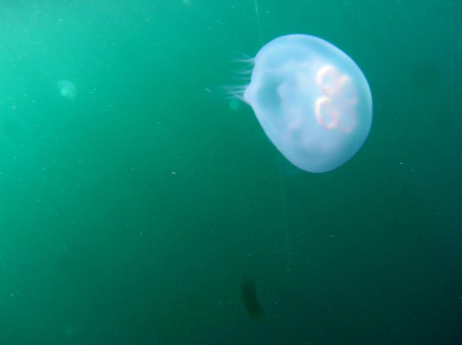 jellies near upline