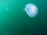 jellies near upline