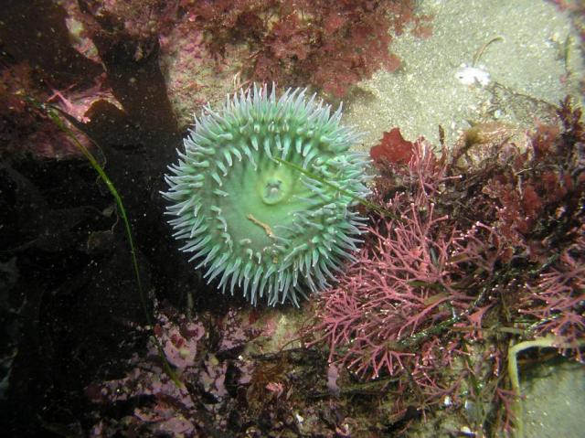 PA270059greenAnemone