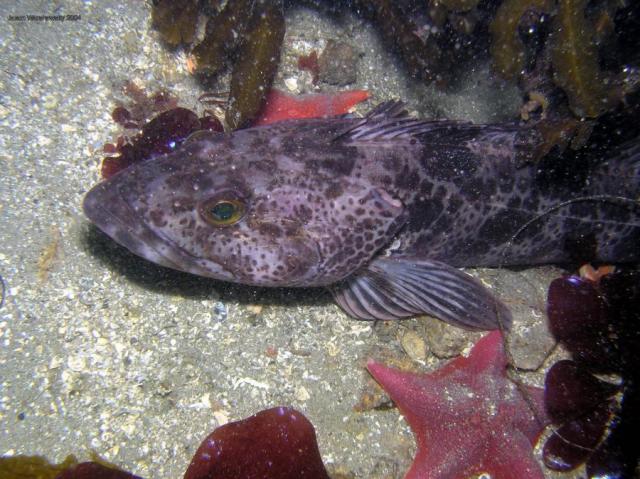 lingcod and red sea star