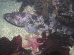 lingcod and red sea star