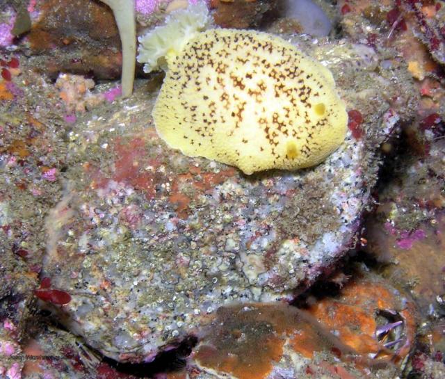 Peltodoris nobilis