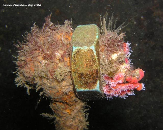 encrusted wreck parts