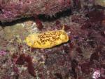 Peltodoris nobilis