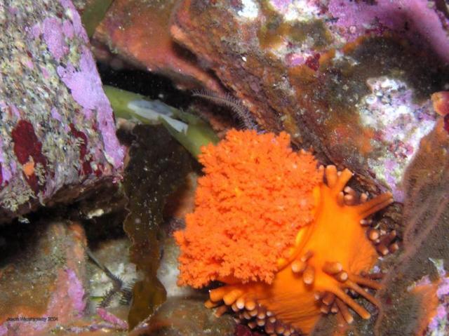 orange sea cucumber