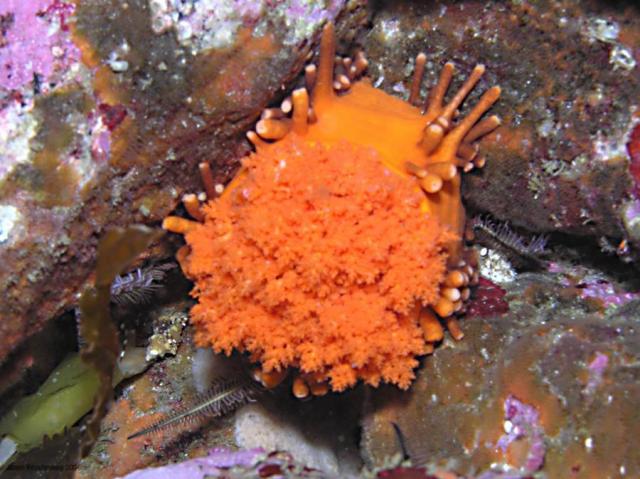 orange sea cucumber