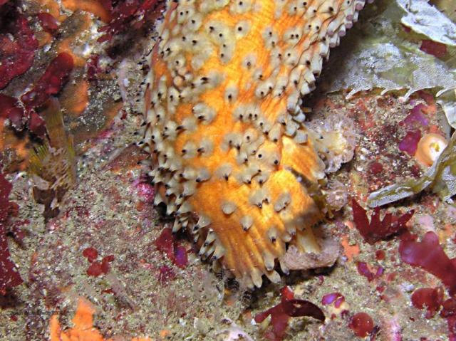 warty sea cucumber