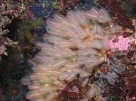 lightbulb tunicate