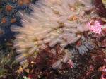 lightbulb tunicate