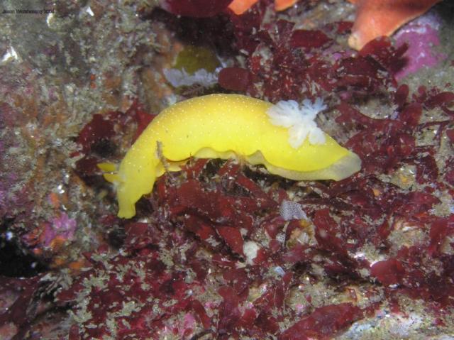 Baptodoris mimetica