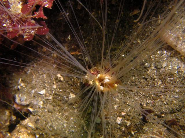 terebellid worm tentacles