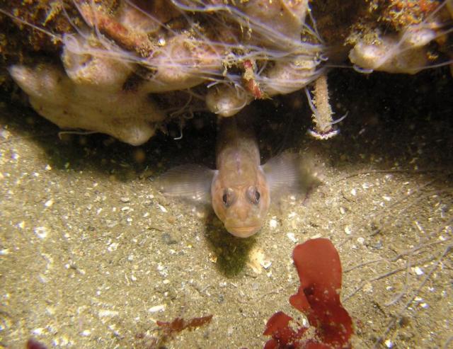  goby And Worms