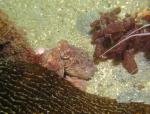 octo Under Kelp