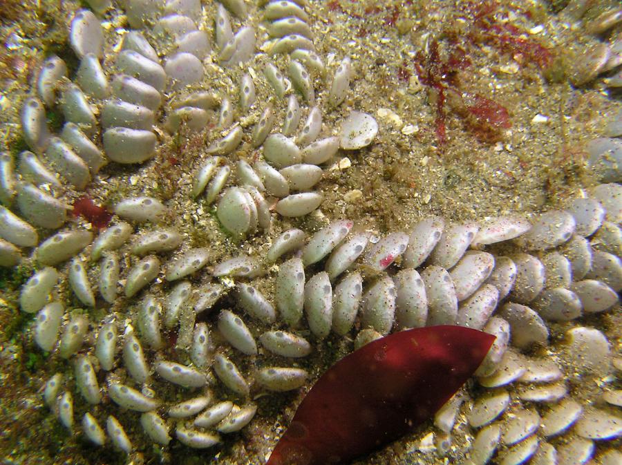 whelk Eggs