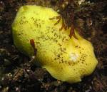 Peltodoris nobilis