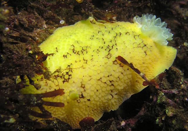 Peltodoris nobilis