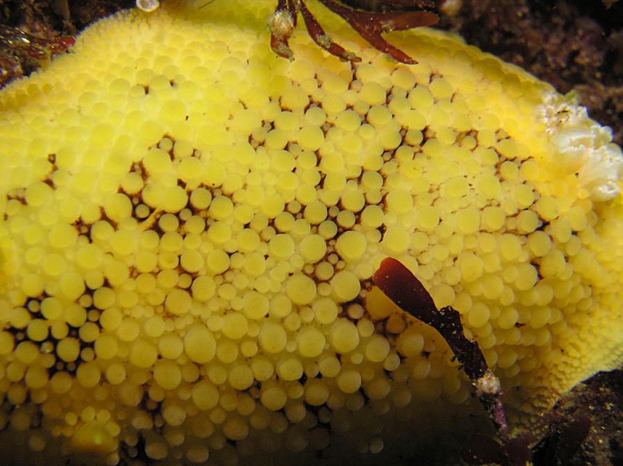 Peltodoris nobilis     Close