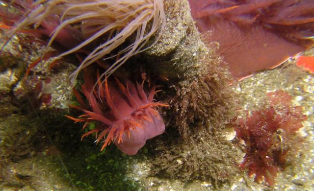 Dendronotus iris Preparing To Eat