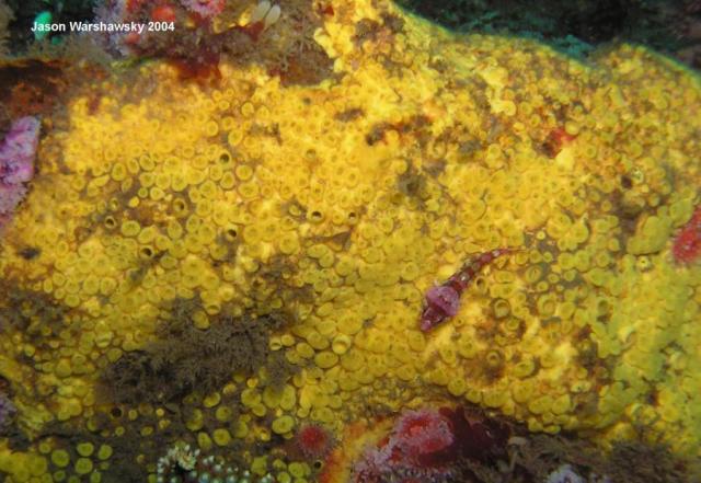 encrusting sponge and painted greenling