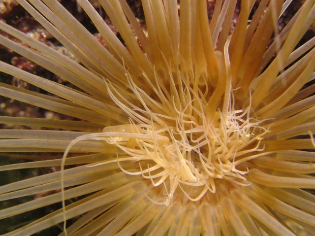 tube Anemone Closeup