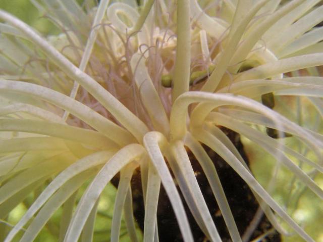 tube Anemone Closeup