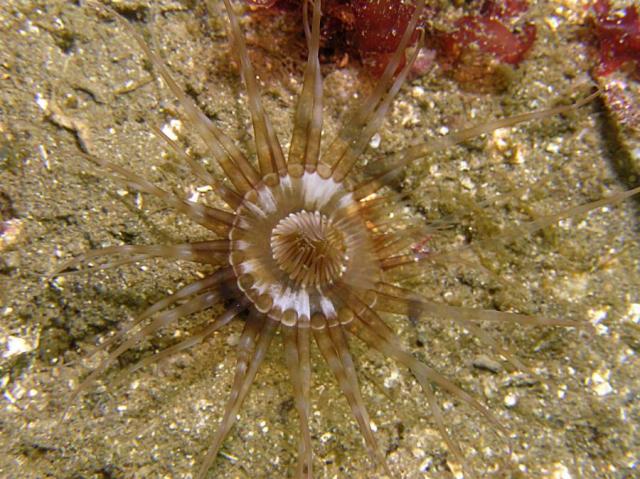  sand Anemone