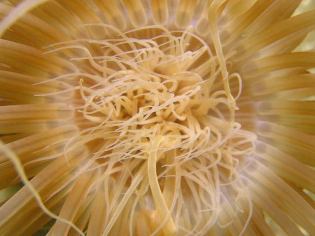 tube Anemone Closeup