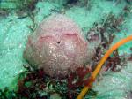 gumboot chiton - defensive posture